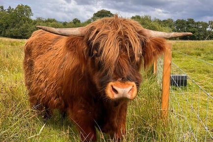 Loch Lomond Faerie and Nature Trail Vouchers - 2025 Season Trail