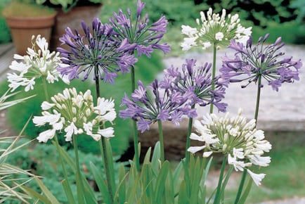 Agapanthus Blue & White Collection 6 or 12 Bare Root Plants - 4 Options!