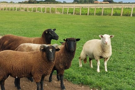 Sheep Walking Experience with Cream Tea - Lincolnshire