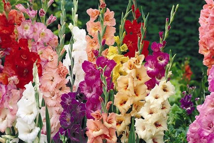 Mixed Gladioli Flowers - 50 or 100 Bulbs