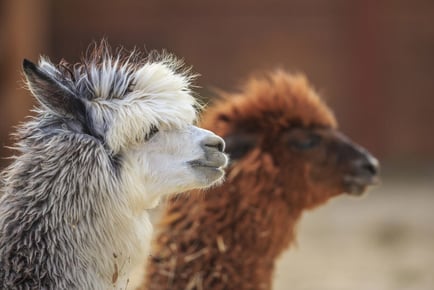 Entry to Charnwood Alpacas Petting Farm Including Drink - For 2, Family Option, Cake Option