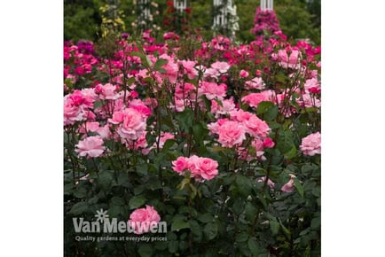 Majestic Rose Queen Elizabeth Plants - Up to 3