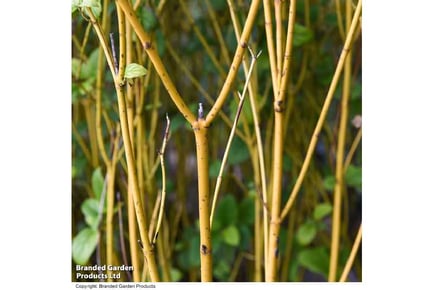 Vibrant Potted Winter Stems Collection