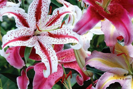 Lily Giant Oriental Collection - 24 or 48 Bulbs