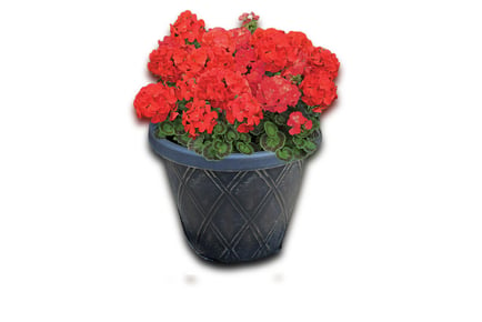 Geranium 'Best Red' Plugs- 12, 36 or 72!