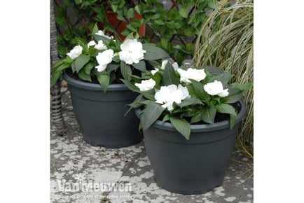 Sabina Dark Grey Deluxe Patio Planters