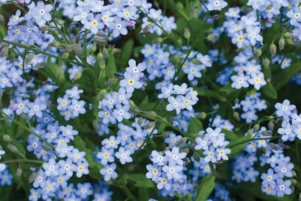 'Forget Me Not' Blue Ball - Garden Ready!