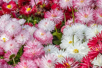 Bellis Giant-Flowered Mixed Garden-Ready Plants - 15 or 30