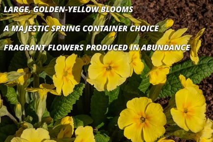 Primula Crescendo Yellow Garden-Ready Plants - 15 or 30!