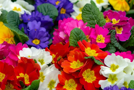 Garden Ready Primula Eliator 'Crescendo Mixed' Plants