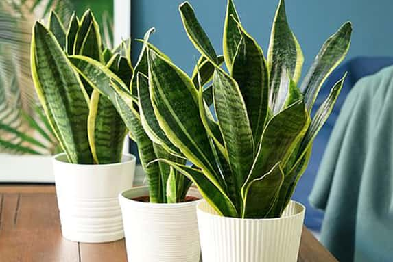 1-or-2-Variegated-Snake-Plant-19cm-pot-1