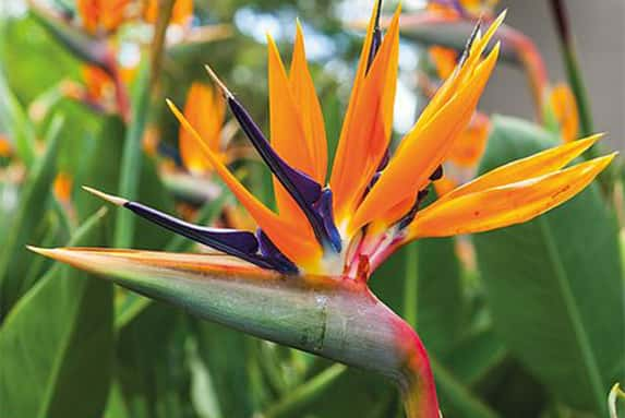 Bird-of-Paradise-plant-1