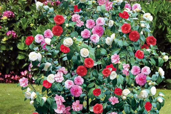 IRELAND-Set-Of-3-Camellia-Japonica-1