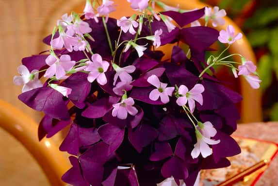 Oxalis-Triangularis-Ikigai-1