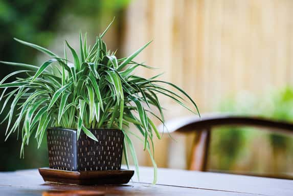 Spider Plant 2