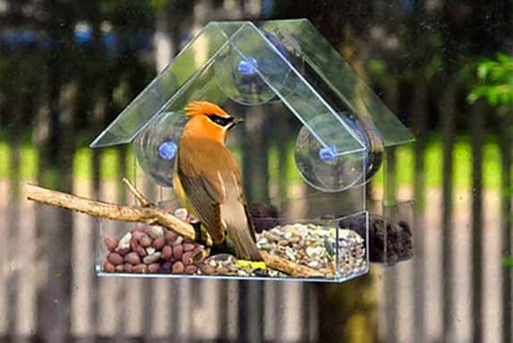 Acrylic-bird-food-bowl-1