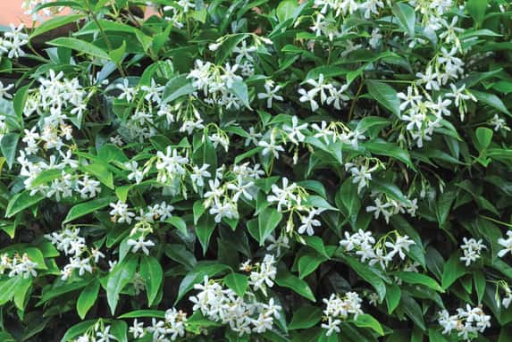 Trachelospermum jasminoides white 1