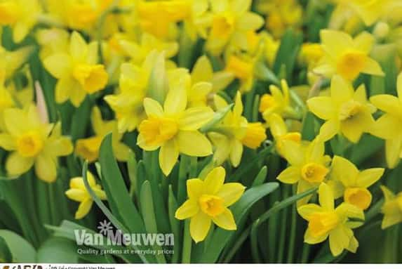 daffs-2.jp1692704581401