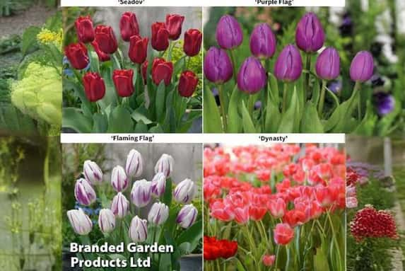 tulip-coll1692705730359