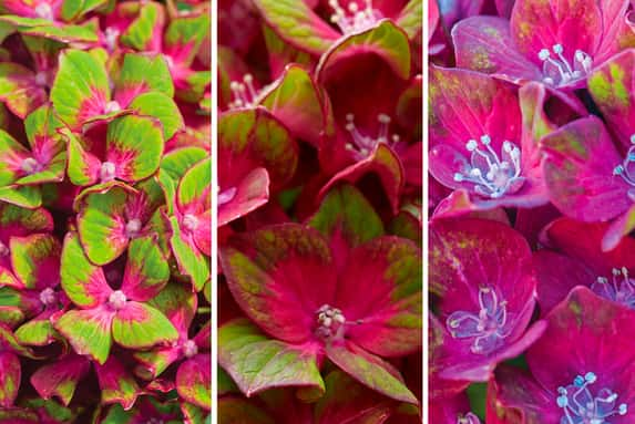 Hydrangea-Macrophylla-Glam-Rock-(Schloss-Wackerbarth)-9cm-Pot-1