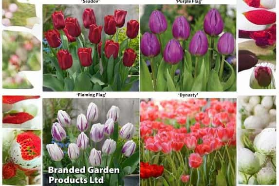 tulip-coll1698763226485