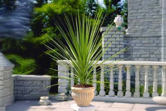 cordyline-1700147287048