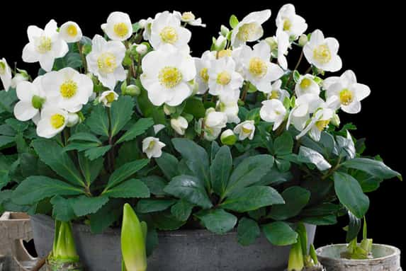 Gift-Helleborus-Christmas-Carol-1