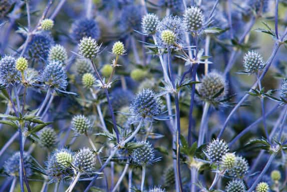 Eryngium Sea Holly planum