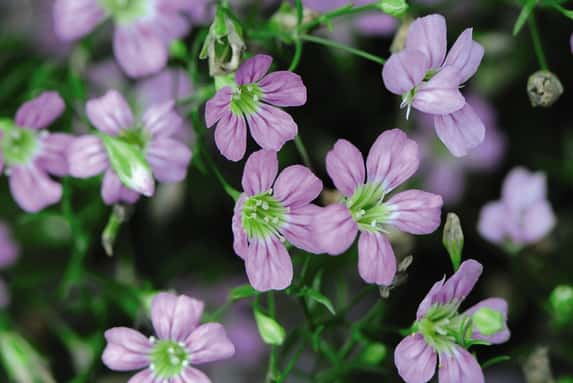 Gypsophila Rosea 2