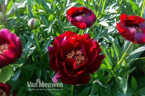 peony-buck1701788981959