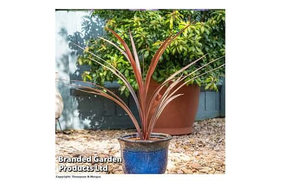 CORDYLINE-1705670476942