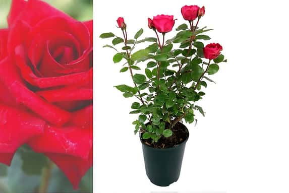 Rose-Bush-Royal-Willliam-1