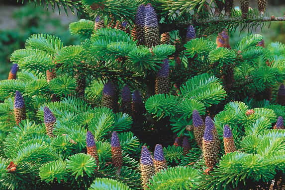 Korean Fir