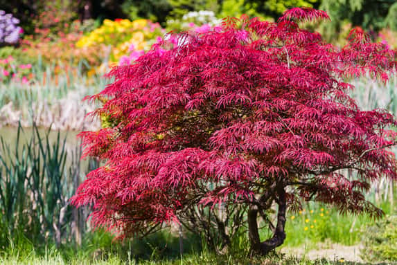 Acer Palmatum1