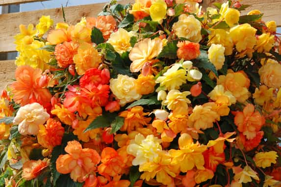 Begonia Apricot Shades 1