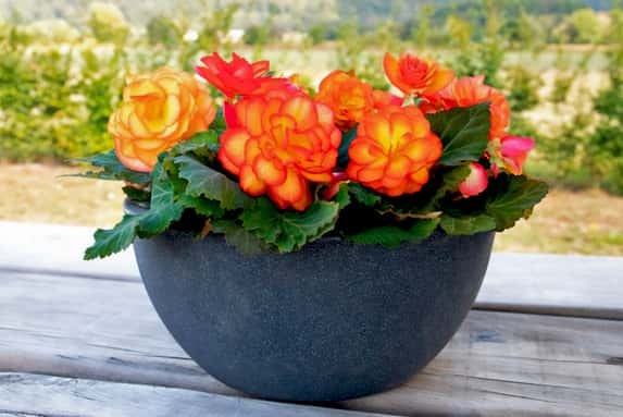 _72-Begonia-Nonstop-Fire-Plants-1