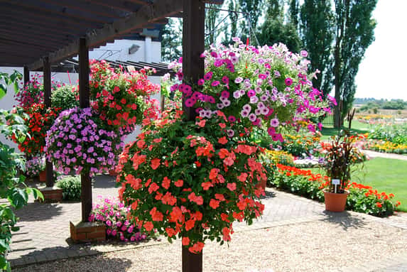 Hanging Basket Collection