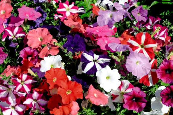 72-Petunia-Frenzy-Mixed-Plants-1