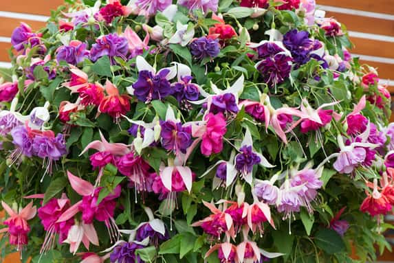 Fuchsia-Giant-Plants-1