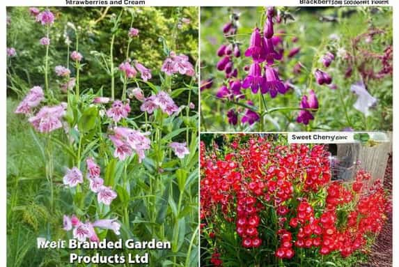 penstemon-1712229766352