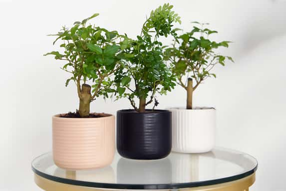 Bonsai-Mix-in-round-ceramic-1