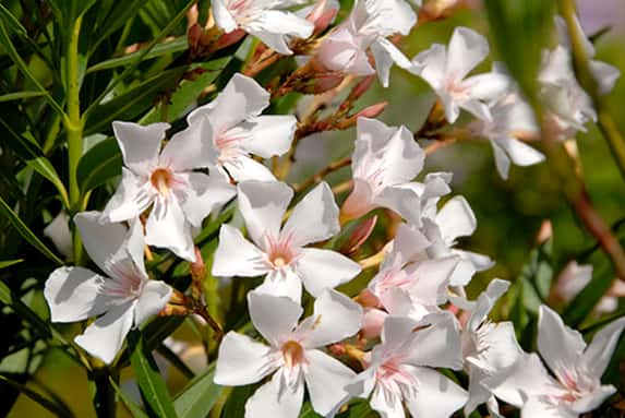 White-Oleander-Bush-1