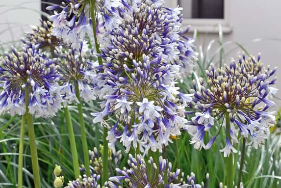 Agapanthus-Fireworks-9cm-Pot-1