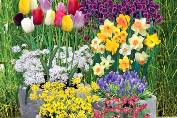 Spring-Flowering-Bulb-Collection-1