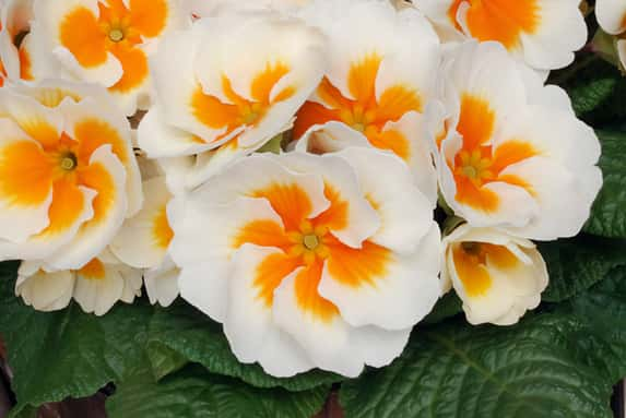 Primrose-Buttercream-15-30-Garden-Ready-Plants-1