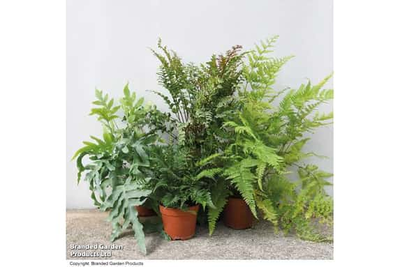 FERN_MIXED1728055588950