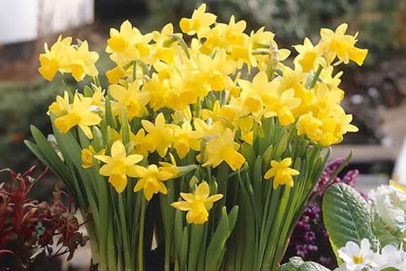 Narcissus-Tete-a-Tete-100-bulbs-1