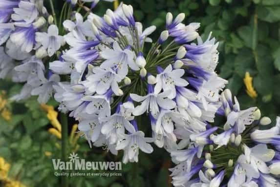 Agapanthus1729066263864