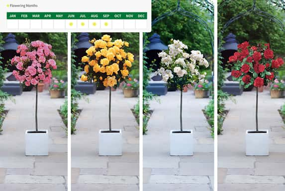 PRE-SALE-DEC-20TH-40cm-Rose-Patio-Collection-X4-1