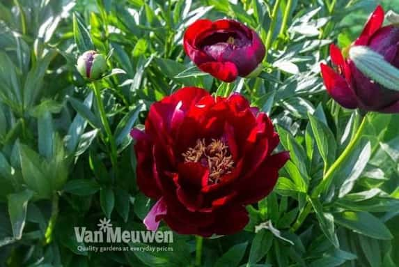 peony-buck1733143074409